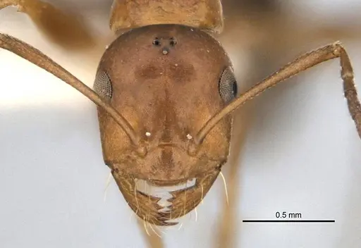 Melophorus platyceps specimen ANIC32-900117-1 image anic32-900117-1_2