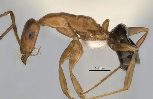 Melophorus platyceps specimen ANIC32-900117-1 image anic32-900117-1_3