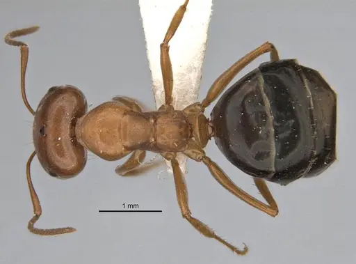 Melophorus platyceps specimen ANIC32-900117-2 image anic32-900117-2_1