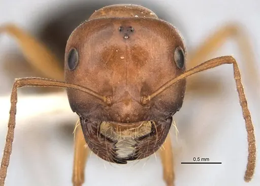 Melophorus platyceps specimen ANIC32-900117-2 image anic32-900117-2_2