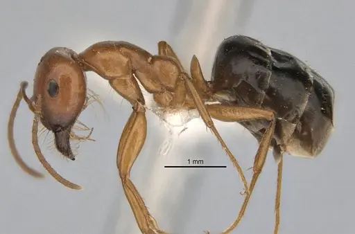 Melophorus platyceps specimen ANIC32-900117-2 image anic32-900117-2_3