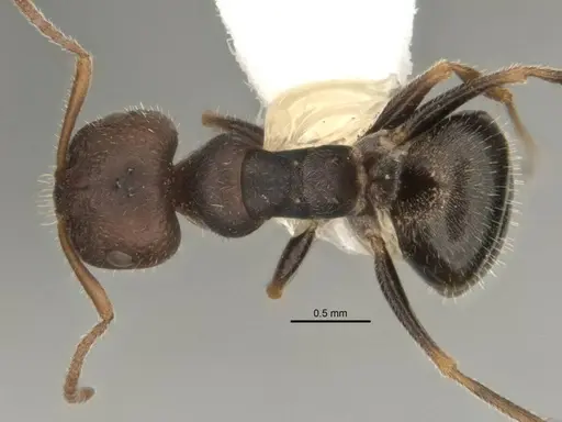Melophorus postlei specimen ANIC32-900087 image anic32-900087_1