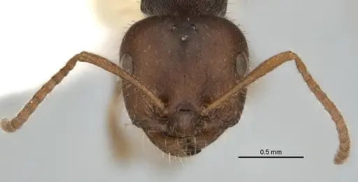 Melophorus postlei specimen ANIC32-900087 image anic32-900087_2