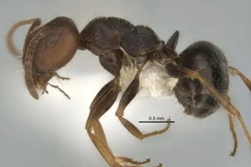 Melophorus postlei specimen ANIC32-900087 image anic32-900087_3
