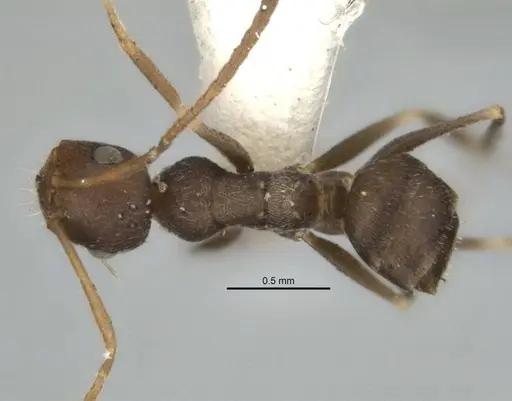 Melophorus postlei specimen ANIC32-900181 image anic32-900181_1