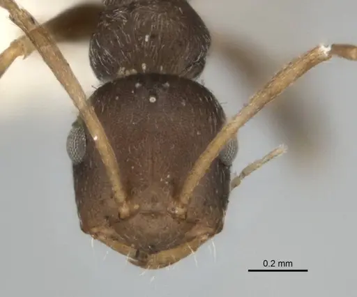 Melophorus postlei specimen ANIC32-900181 image anic32-900181_2