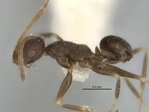 Melophorus postlei specimen ANIC32-900181 image anic32-900181_3
