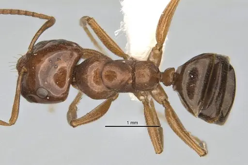 Melophorus potteri specimen ANIC32-900079 image anic32-900079_1
