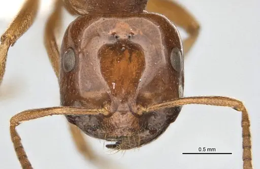Melophorus potteri specimen ANIC32-900079 image anic32-900079_2