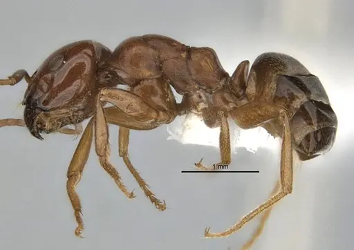 Melophorus potteri specimen ANIC32-900079 image anic32-900079_3