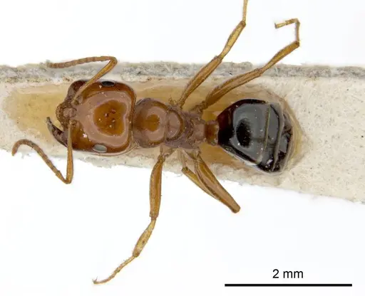 Melophorus potteri specimen ANTWEB1008199 image antweb1008199_1