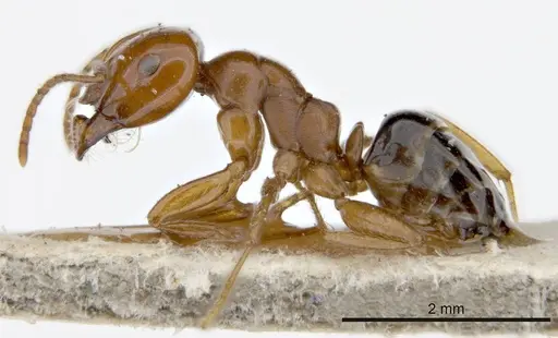 Melophorus potteri specimen ANTWEB1008199 image antweb1008199_2
