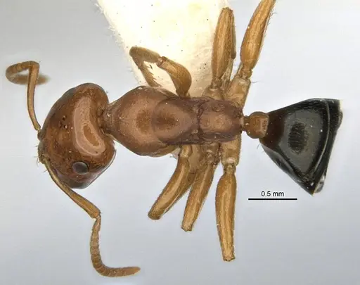 Melophorus potteri specimen JDM32-001572 image jdm32-001572_1