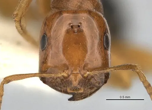 Melophorus potteri specimen JDM32-001572 image jdm32-001572_2