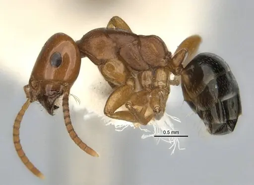 Melophorus potteri specimen JDM32-001572 image jdm32-001572_3