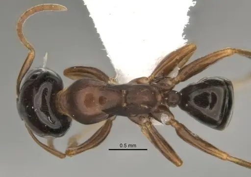 Melophorus potteri specimen JDM32-001575 image jdm32-001575_1