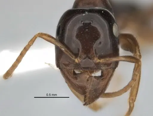 Melophorus potteri specimen JDM32-001575 image jdm32-001575_2