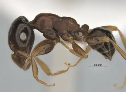 Melophorus potteri specimen JDM32-001575 image jdm32-001575_3