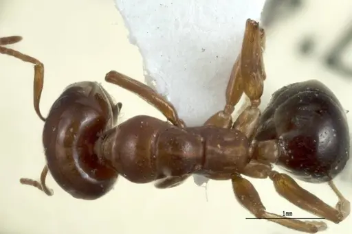 Melophorus potteri specimen JDM32-001576 image jdm32-001576_1