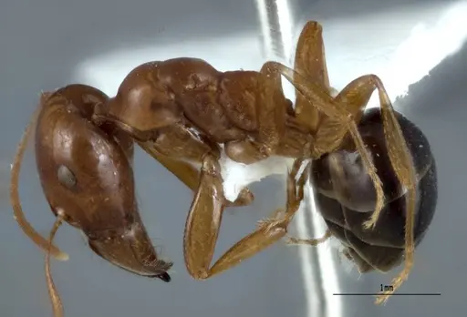 Melophorus potteri specimen JDM32-001576 image jdm32-001576_3
