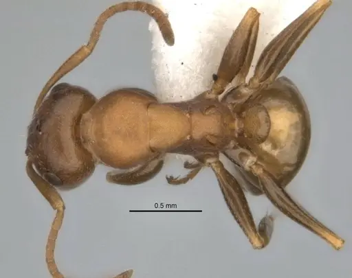 Melophorus potteri specimen JDM32-001578 image jdm32-001578_1