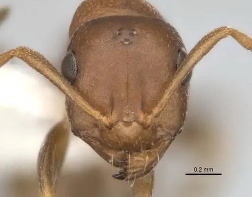 Melophorus potteri specimen JDM32-001578 image jdm32-001578_2