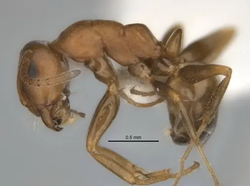 Melophorus potteri specimen JDM32-001578 image jdm32-001578_3