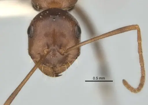 Melophorus praesens specimen ANIC32-900179-1 image anic32-900179-1_2