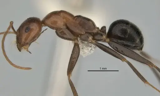 Melophorus praesens specimen ANIC32-900179-1 image anic32-900179-1_3