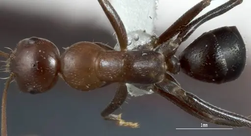 Melophorus praesens specimen ANIC32-900179-2 image anic32-900179-2_1