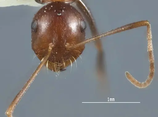 Melophorus praesens specimen ANIC32-900179-2 image anic32-900179-2_2
