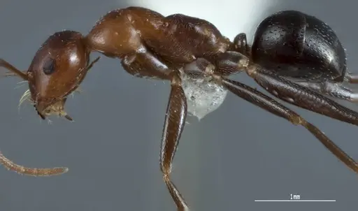 Melophorus praesens specimen ANIC32-900179-2 image anic32-900179-2_3