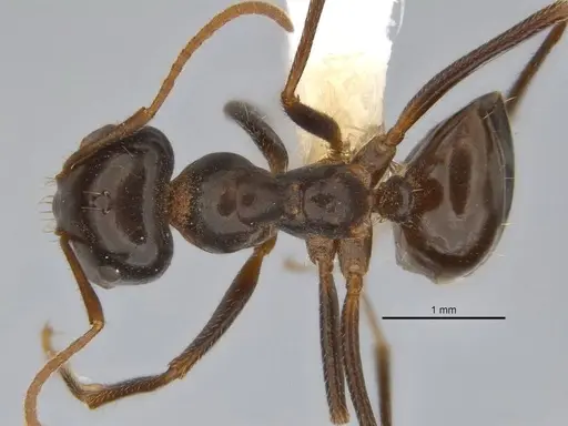 Melophorus prominens specimen ANIC32-900142-1 image anic32-900142-1_1