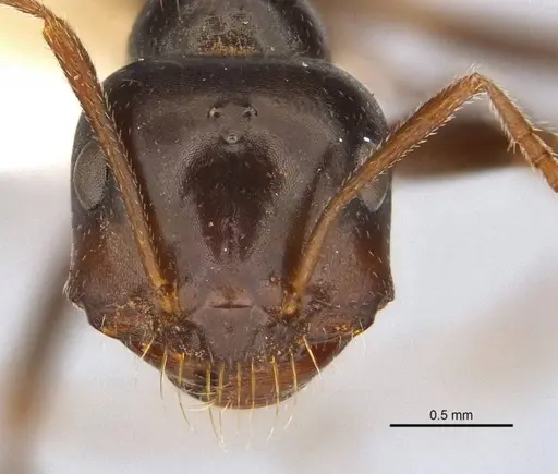 Melophorus prominens specimen ANIC32-900142-1 image anic32-900142-1_2