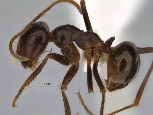 Melophorus prominens specimen ANIC32-900142-1 image anic32-900142-1_3