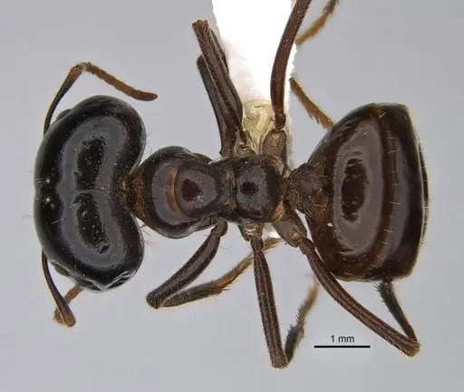 Melophorus prominens specimen ANIC32-900142-2 image anic32-900142-2_1