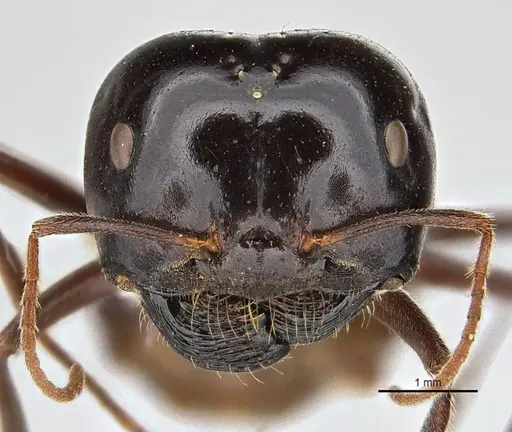 Melophorus prominens specimen ANIC32-900142-2 image anic32-900142-2_2