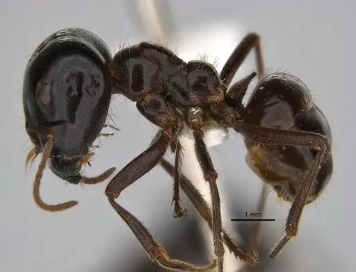 Melophorus prominens specimen ANIC32-900142-2 image anic32-900142-2_3