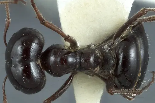 Melophorus prominens specimen ANTWEB1041105 image antweb1041105_1