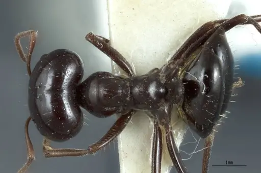 Melophorus prominens specimen ANTWEB1041106 image antweb1041106_1