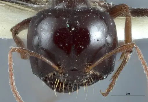 Melophorus prominens specimen ANTWEB1041106 image antweb1041106_2
