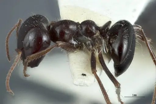 Melophorus prominens specimen ANTWEB1041106 image antweb1041106_3