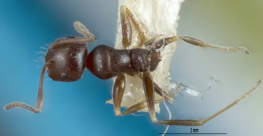 Melophorus propebiroi specimen ANIC32-900112 image anic32-900112_1