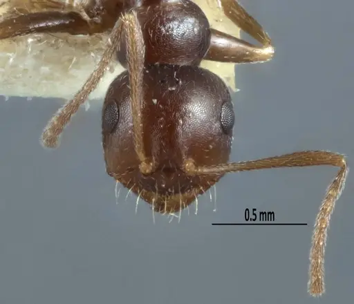 Melophorus propebiroi specimen ANIC32-900112 image anic32-900112_2