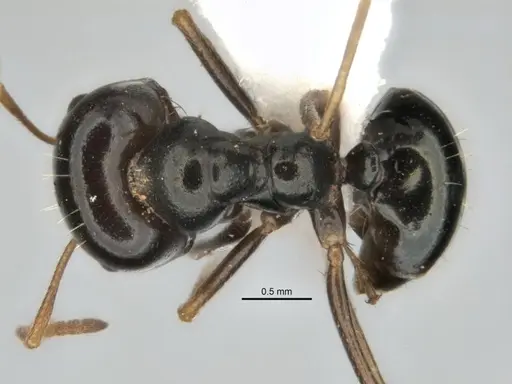 Melophorus purpureus specimen JDM32-001885-1 image jdm32-001885-1_1