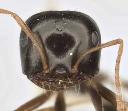 Melophorus purpureus specimen JDM32-001885-1 image jdm32-001885-1_2