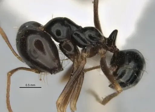 Melophorus purpureus specimen JDM32-001885-1 image jdm32-001885-1_3