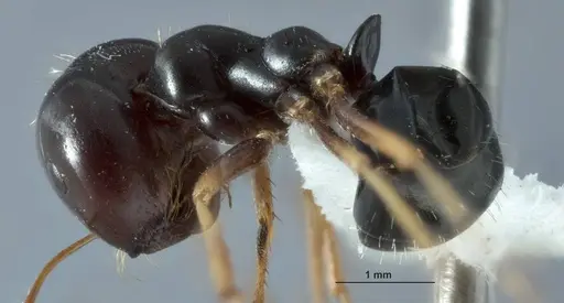 Melophorus purpureus specimen JDM32-001885-2 image jdm32-001885-2_2