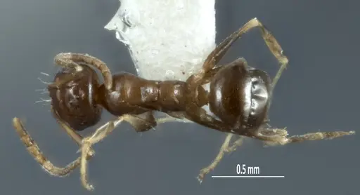 Melophorus pusillus specimen ANTWEB1041107 image antweb1041107_1