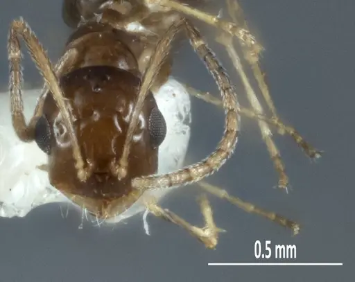 Melophorus pusillus specimen ANTWEB1041107 image antweb1041107_2
